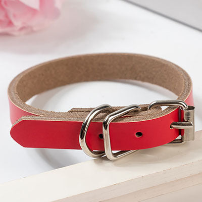 dog collar
