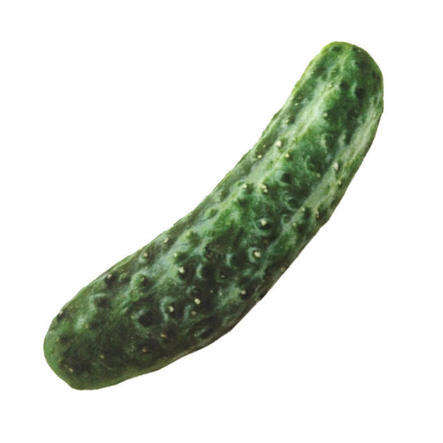 Anti Bite Dog Toys
