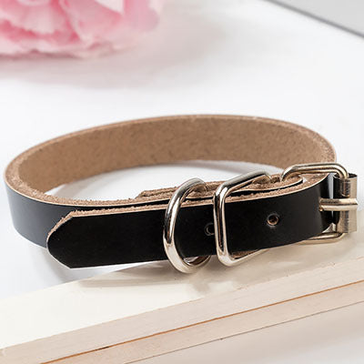 dog collar