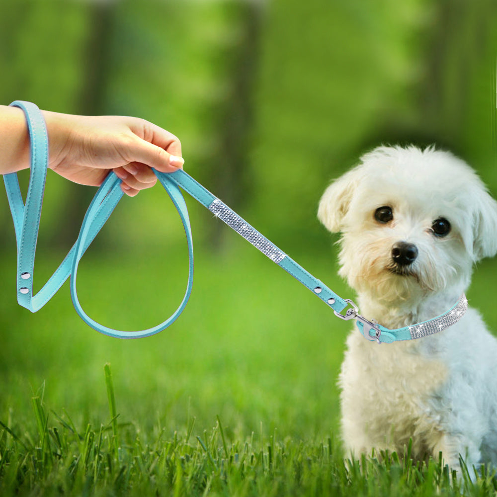 dog collar
