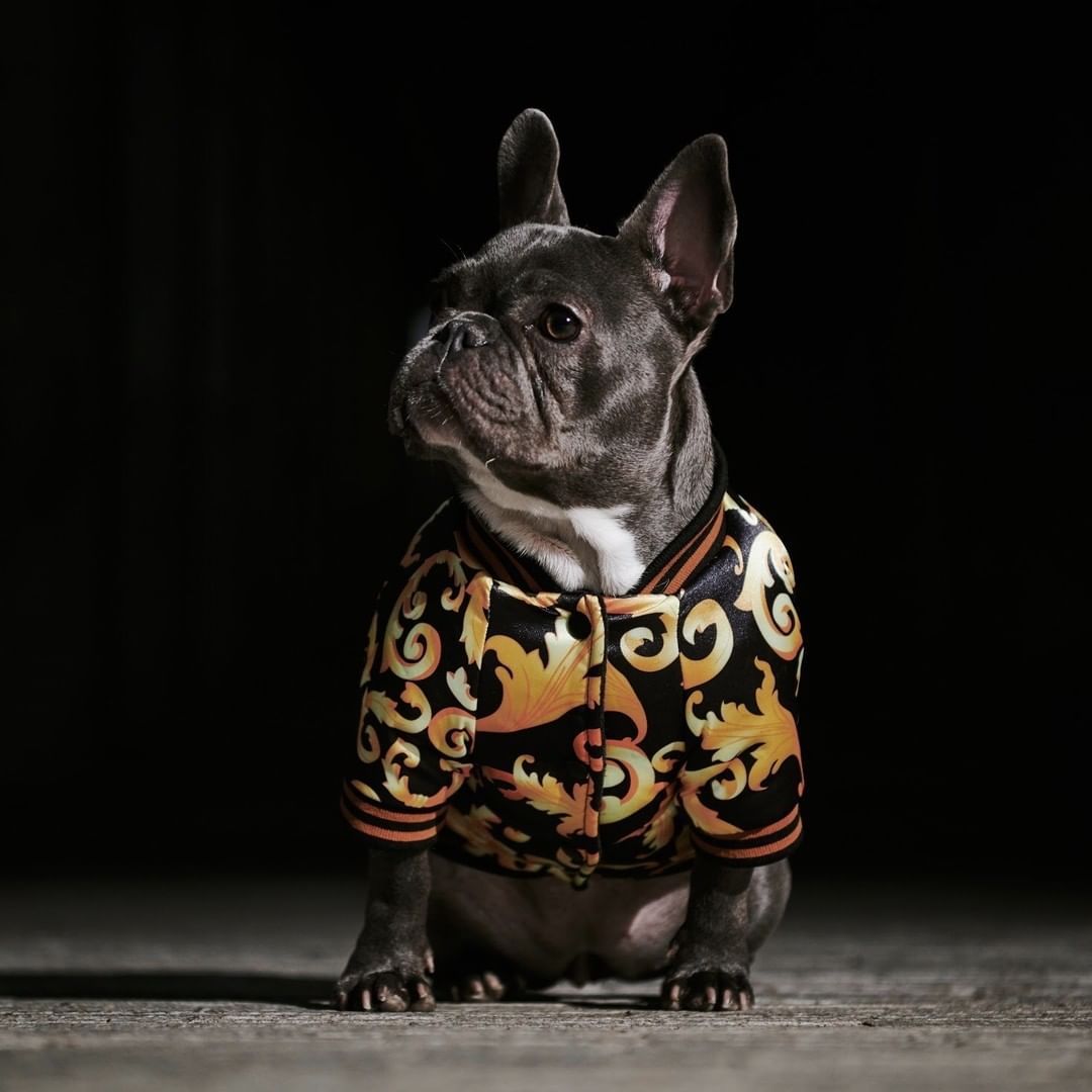 dog coat
