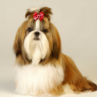 Dog Bow Rubber Band
