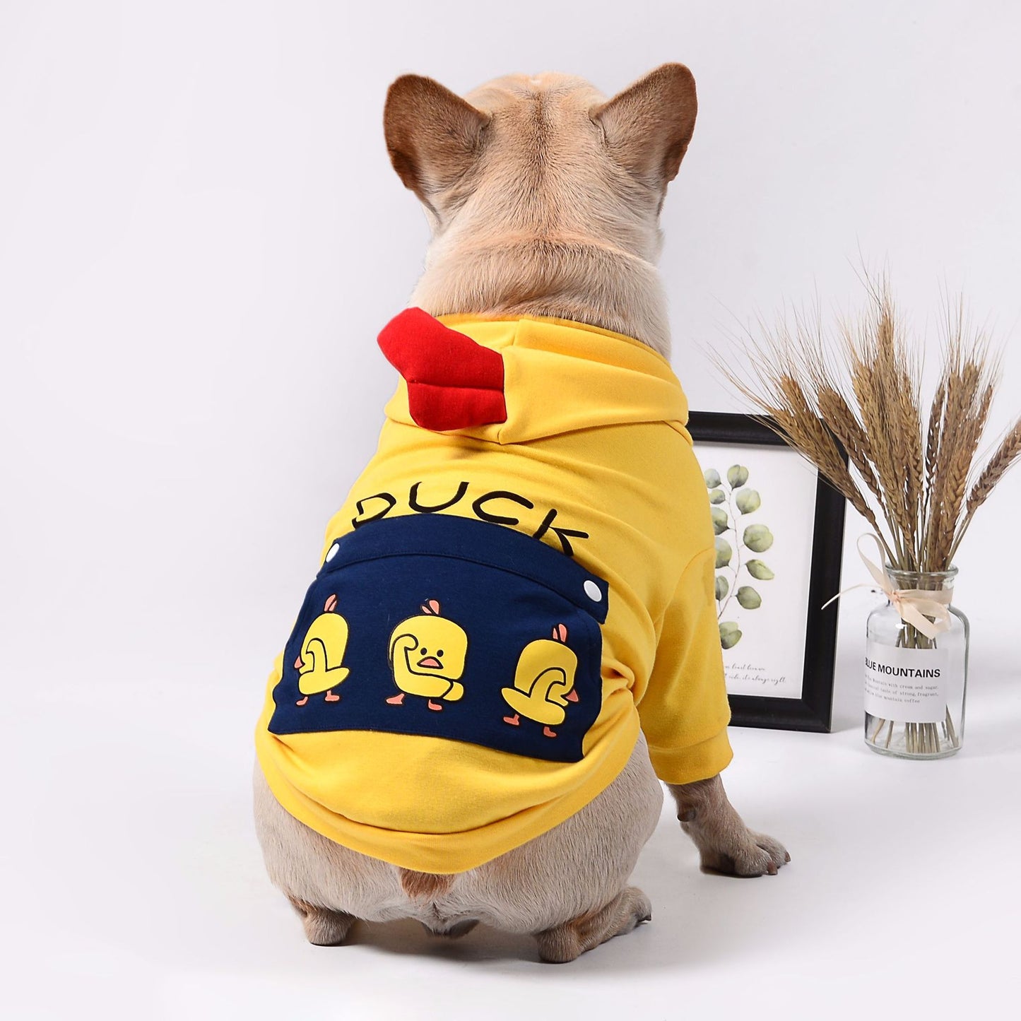 dog clothes