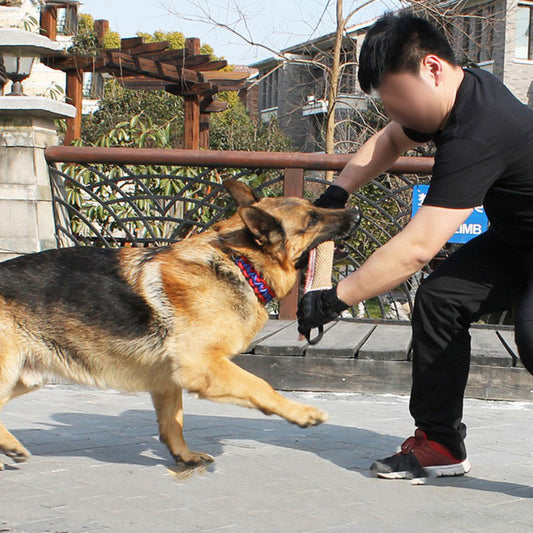 Biting Dog Training Professional