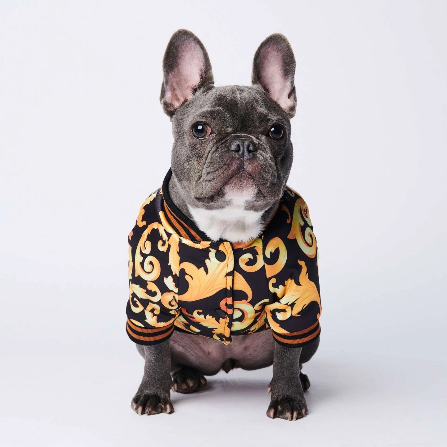 dog coat