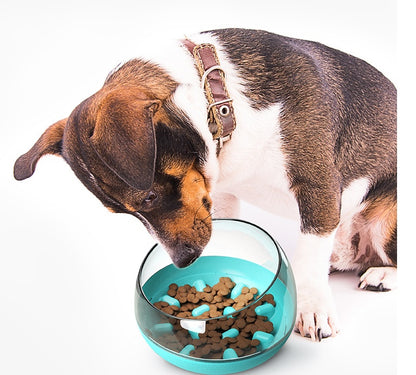 Dog bowl