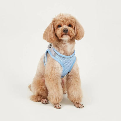 Dog Leash