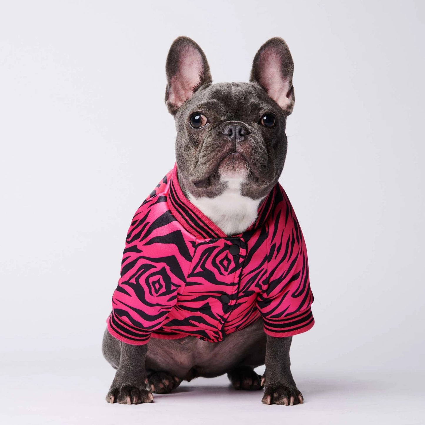 Dog jacket