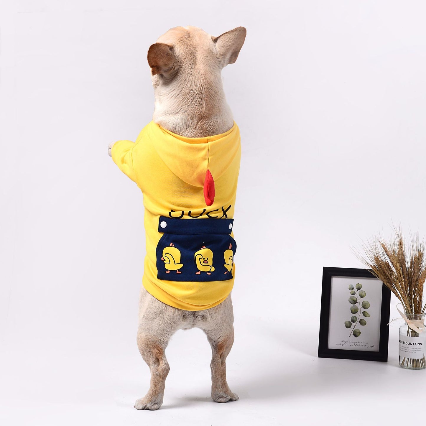 dog clothes