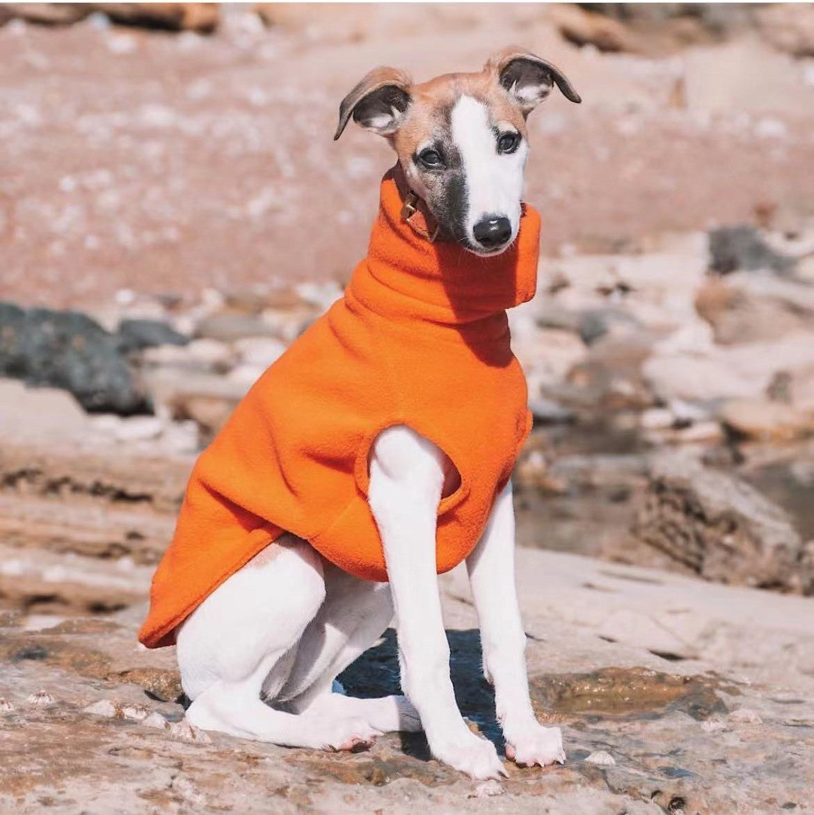 Dog Clothing
