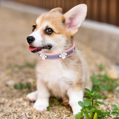 Dog Collar