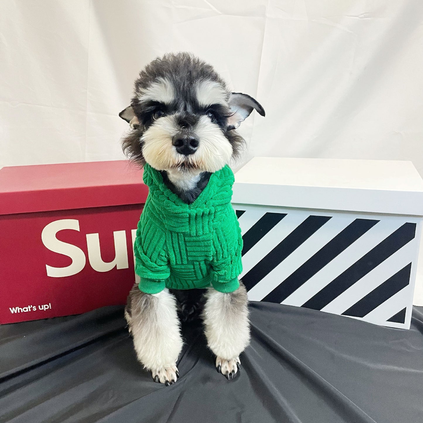 dog hoodie