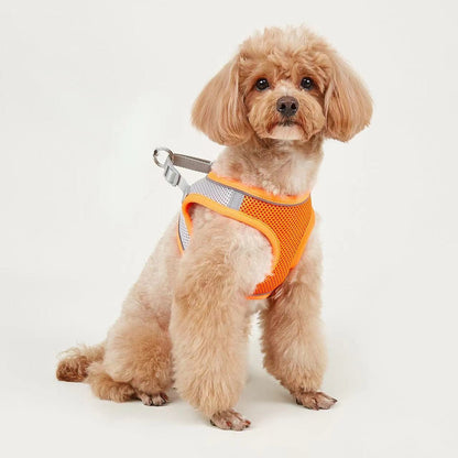 Dog Leash