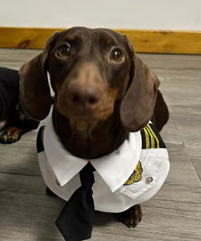 Dachshund Dog Halloween Suit