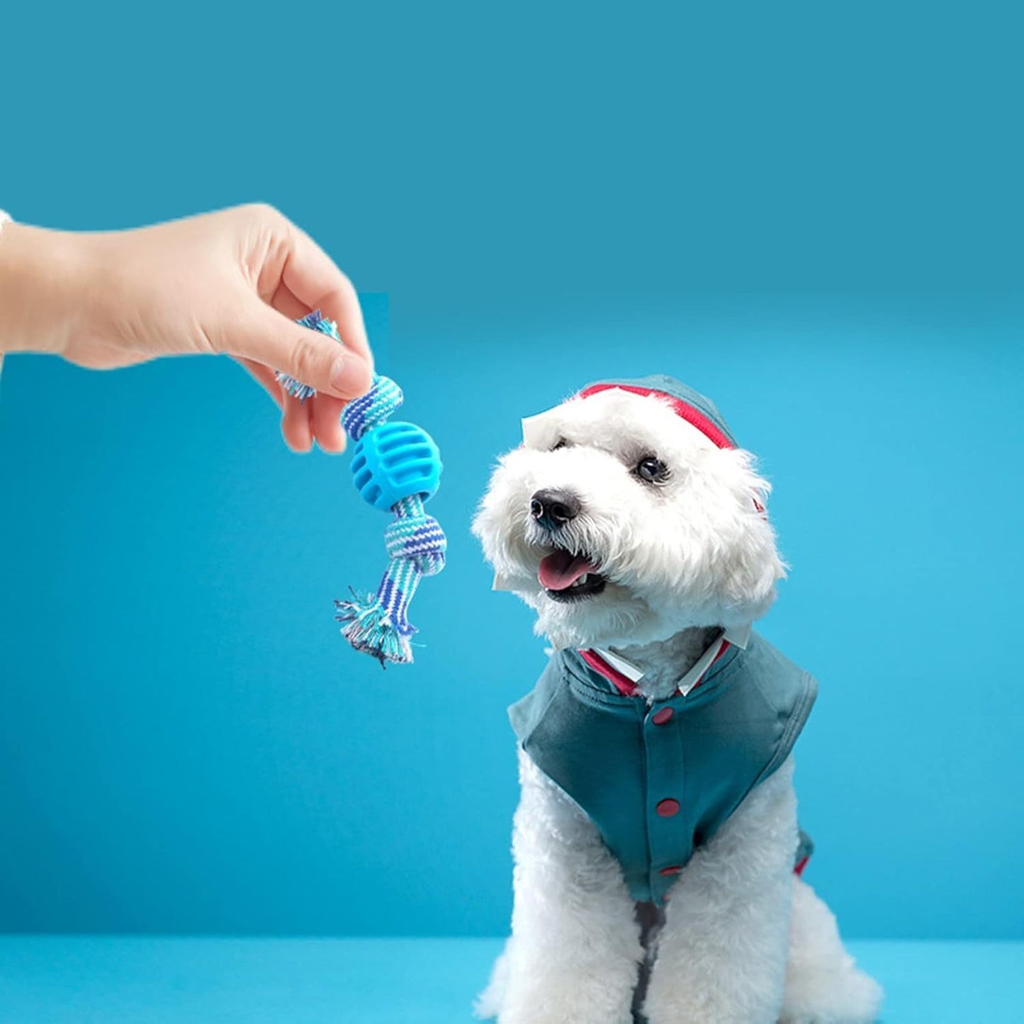Dog Toy