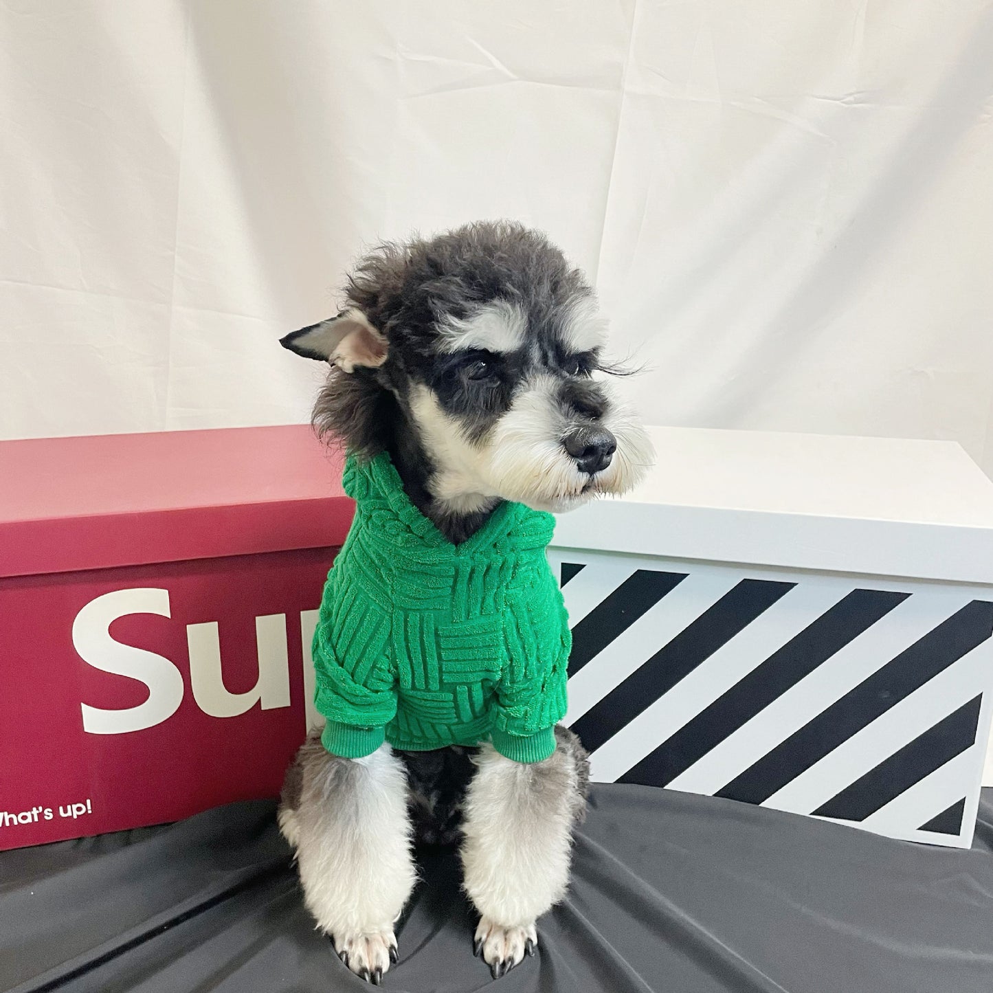 dog hoodie