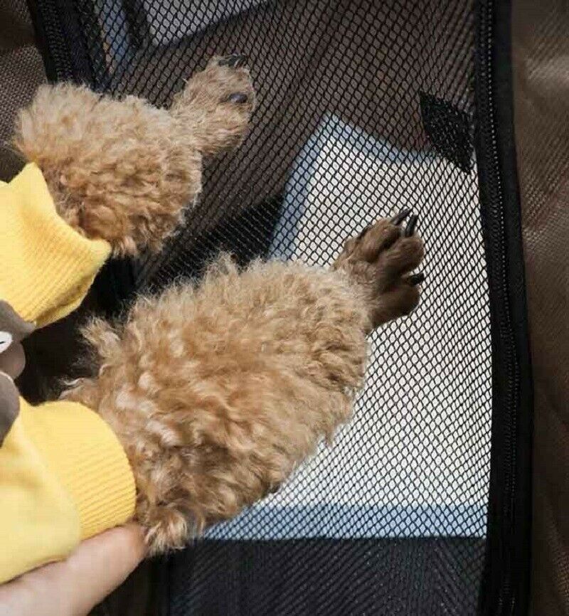 Dog House